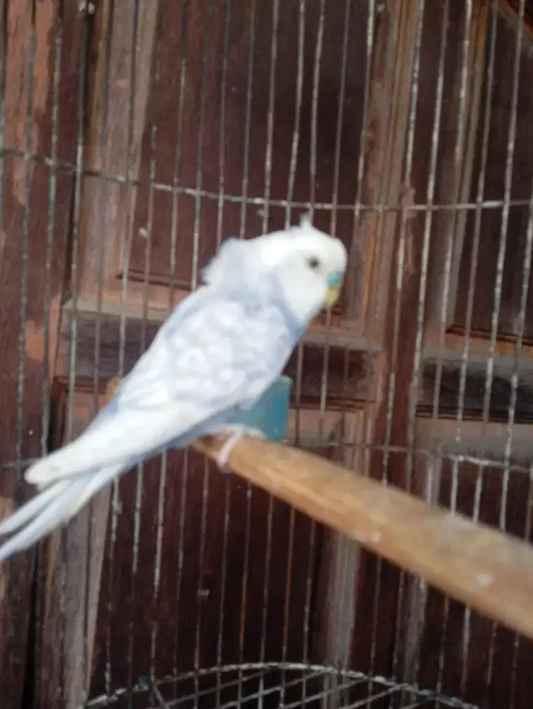 Parkit kriting/gagalan hago
