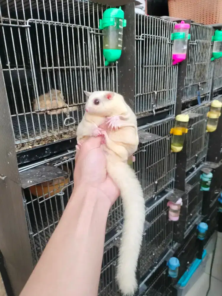Sugar Glider Caramel Mosaic
