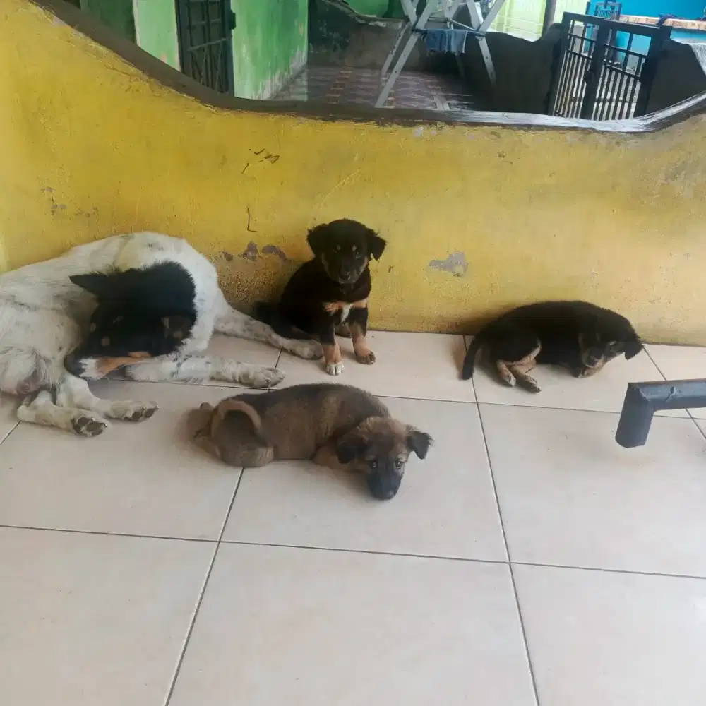 Anak anjing umur 2 bulan