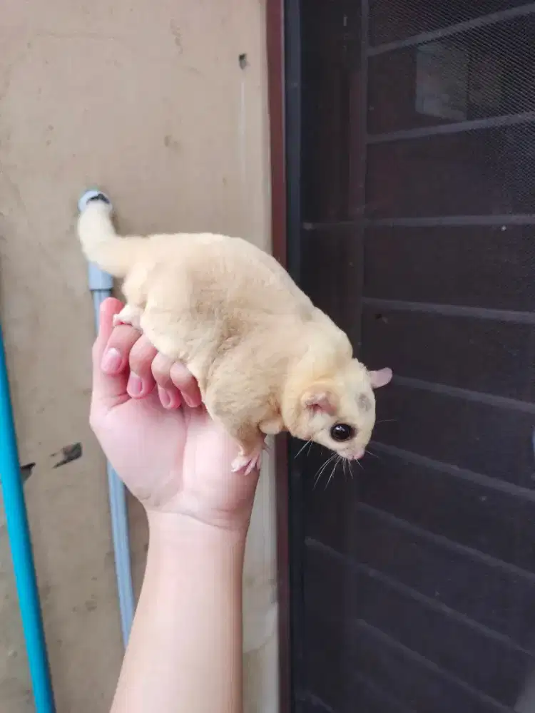 Sugar Glider Caramel Mosaic