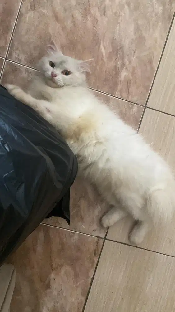 Kucing persmed betina birahi berat