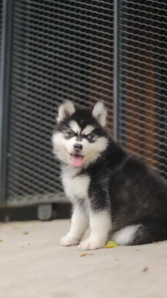 Siberian Husky Puppy