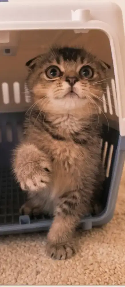 Kucing scottish fold golden