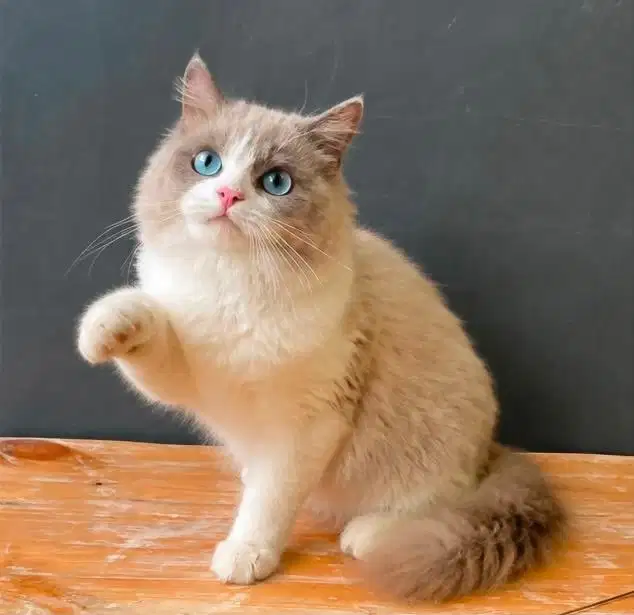 Kucing ras ragdoll non ped
