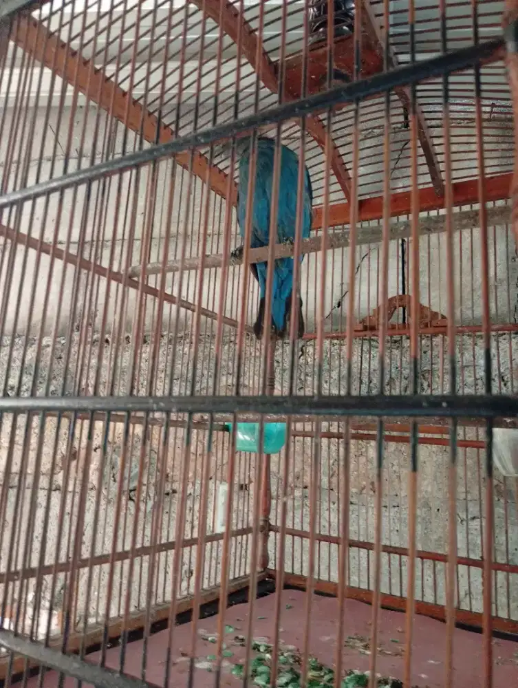 Cuca biru fullset