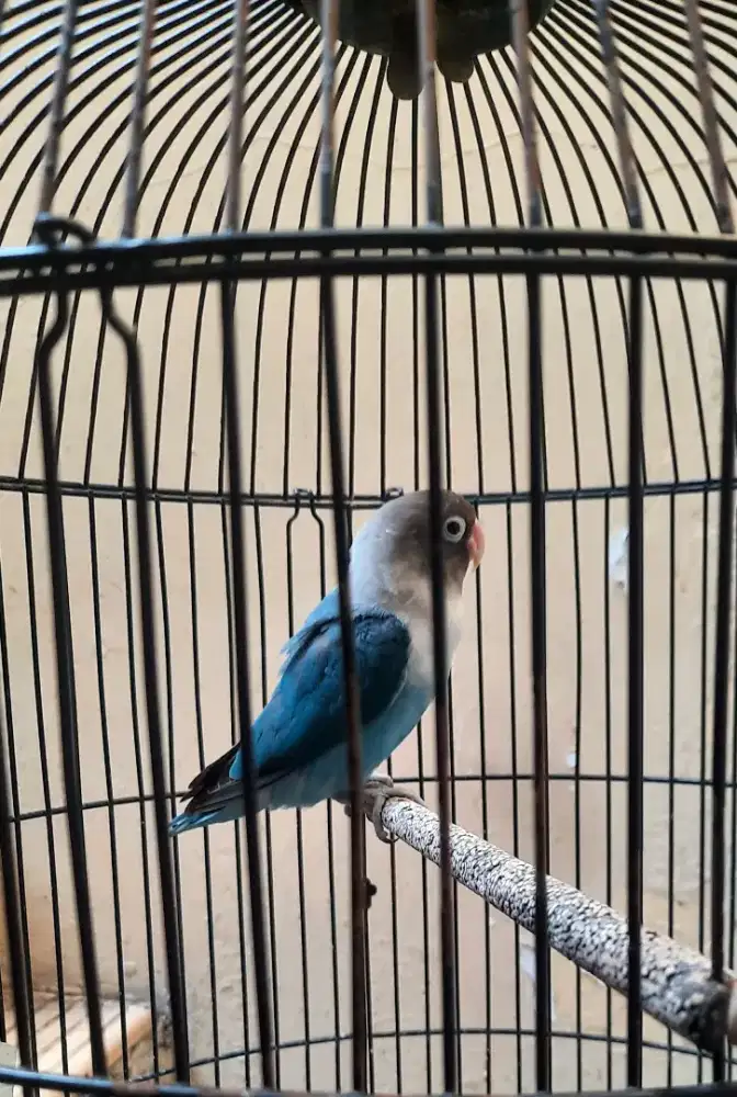 Burung lovebird biru, jalak suren,  jantan mapan