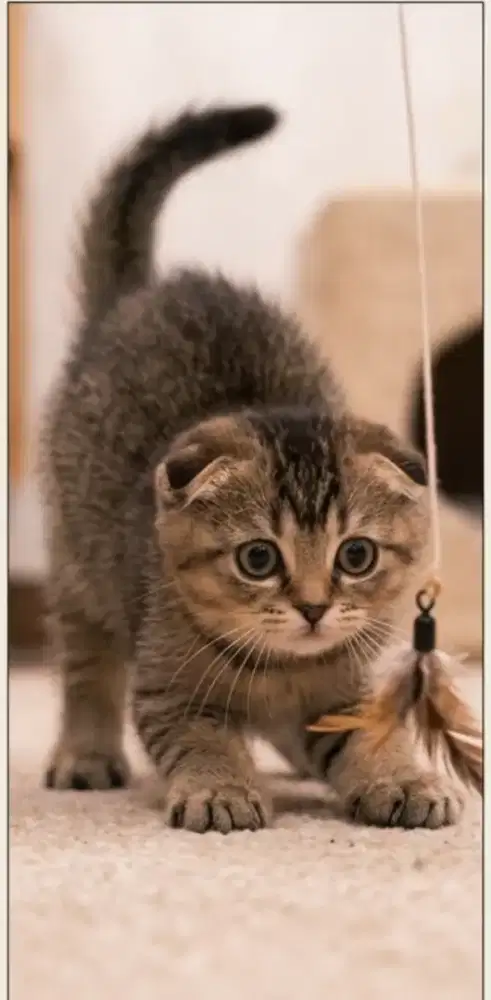 Kucing scottish fold golden