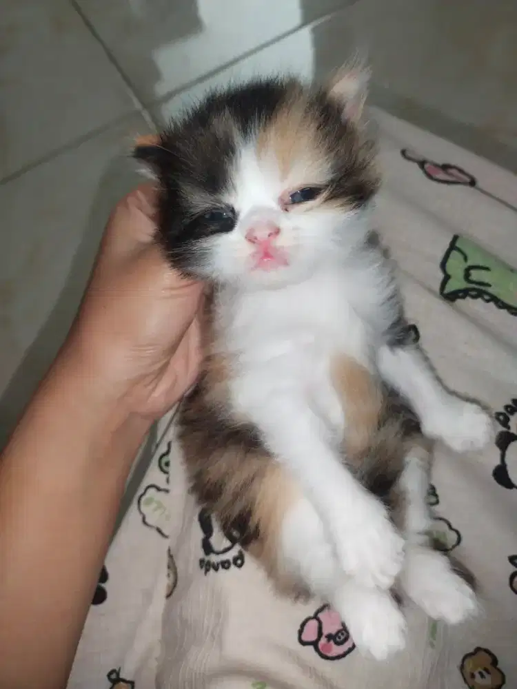 Kitten Persian mix ragdoll