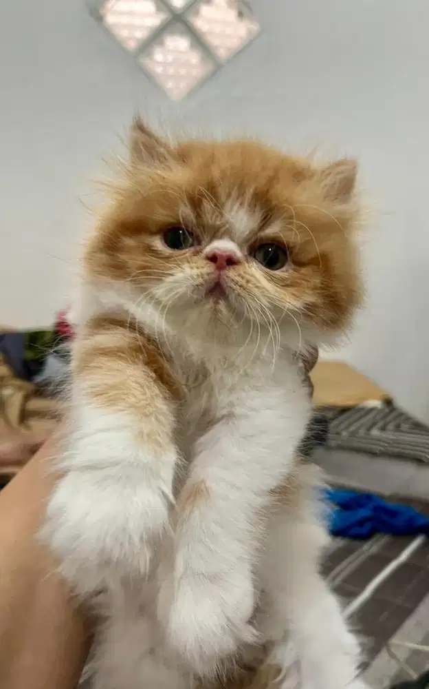 kucing persia betina 3 bulan