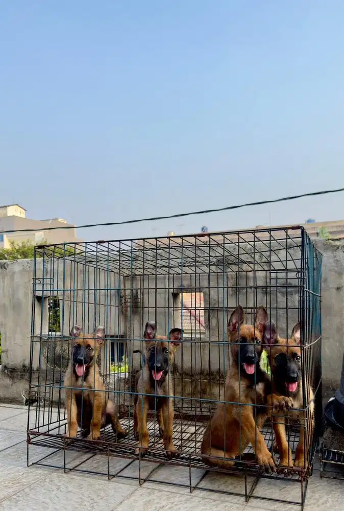 belgian malinois stambum