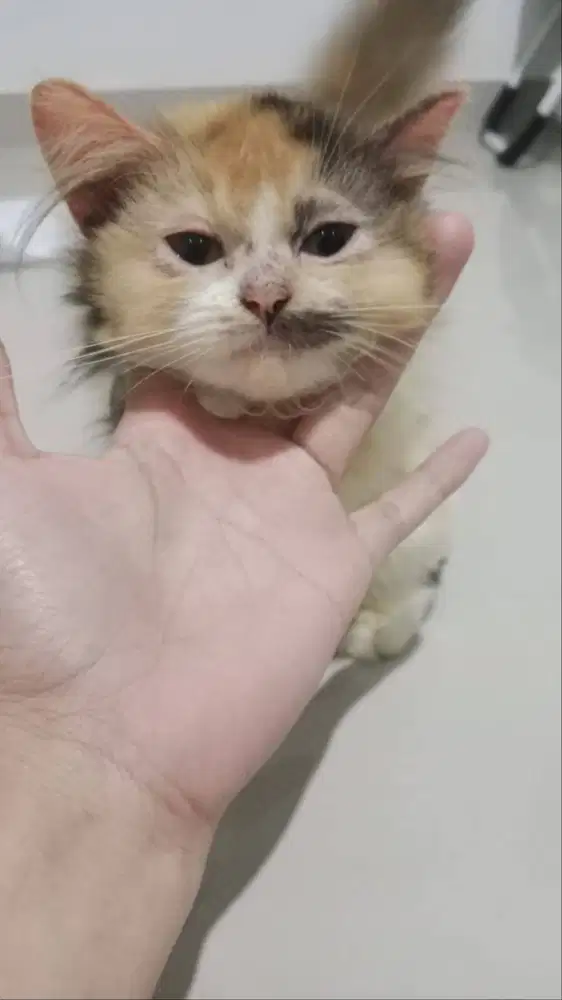 kucing mnchkin persia long hair
