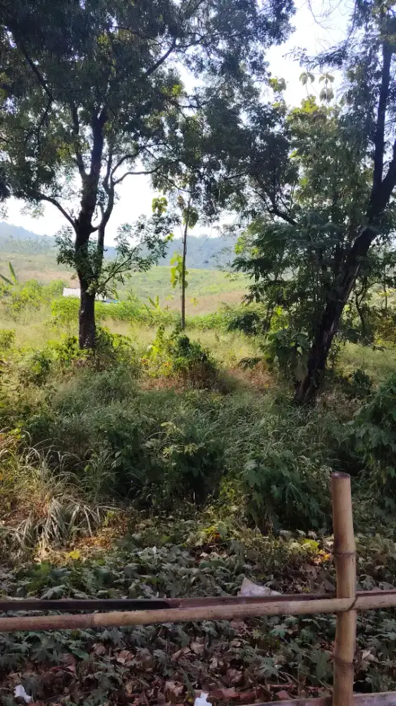 Jual Tanah Tanpa perantara.