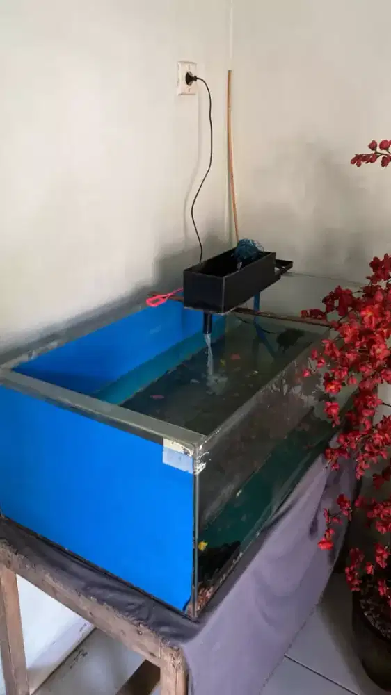 Aquarium untuk ikan monter muat