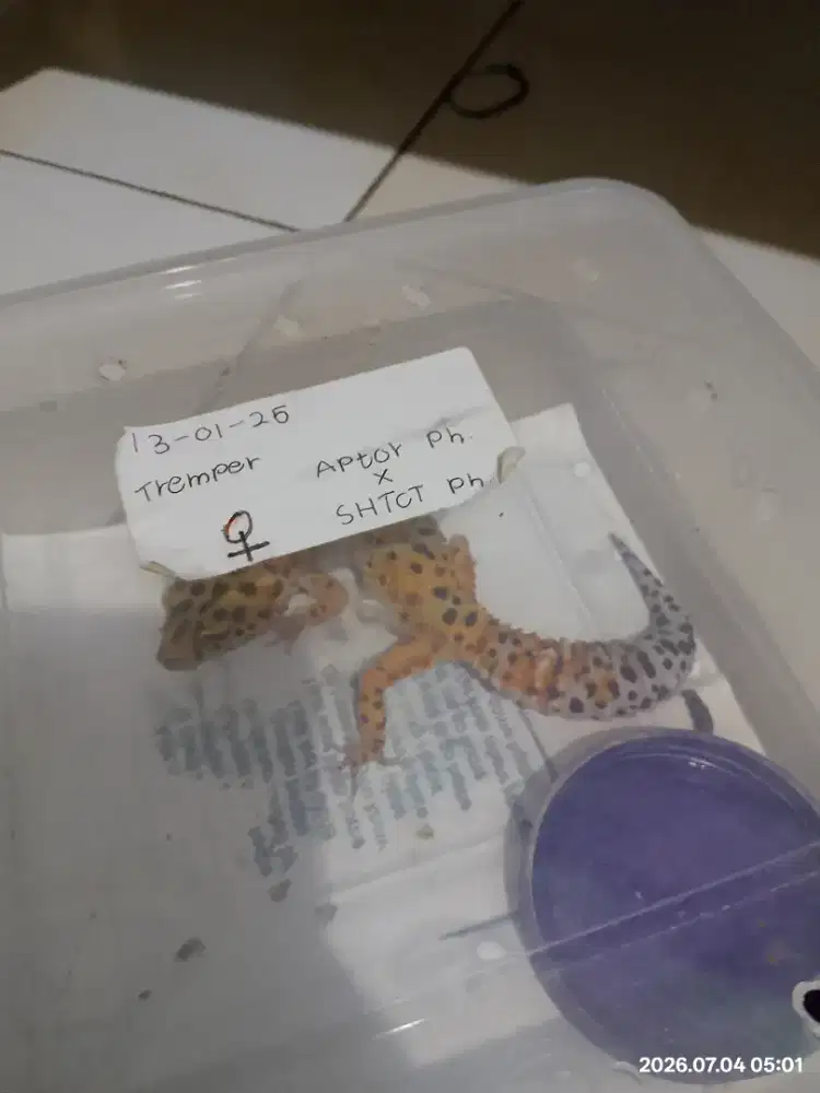 Dijual Reptil Leopard Gecko