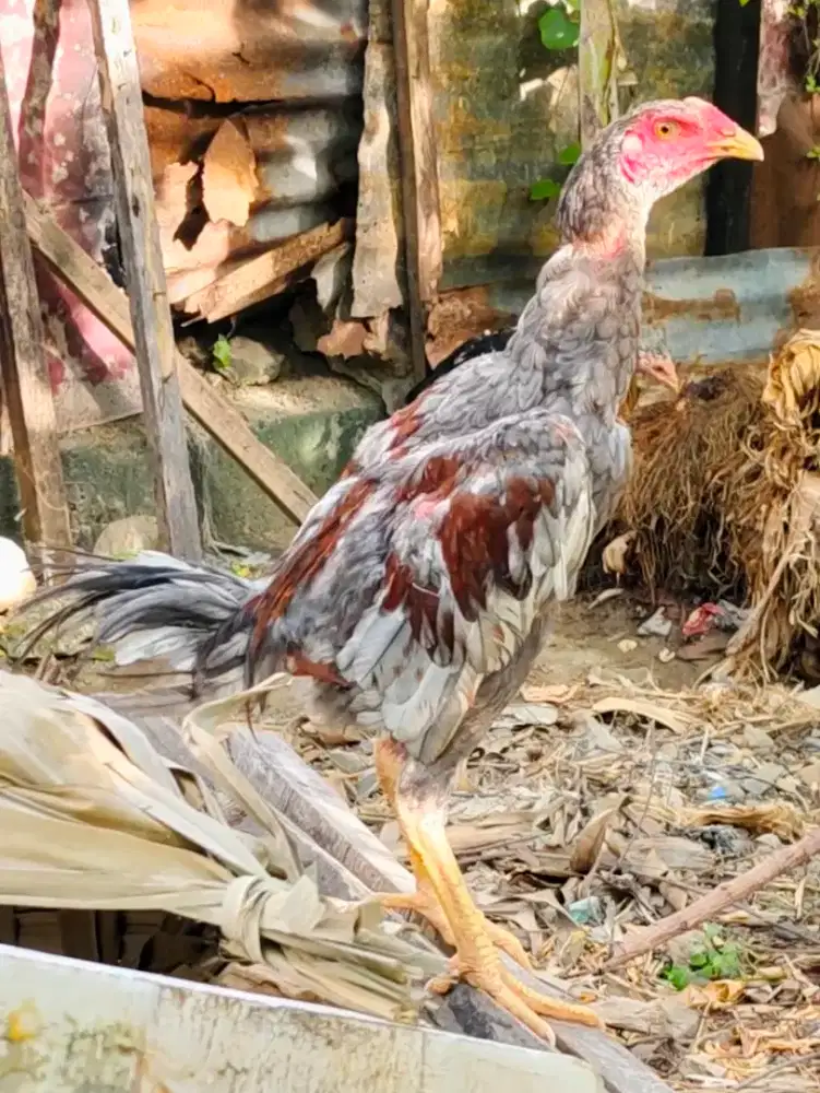 Ayam pakhoy muda