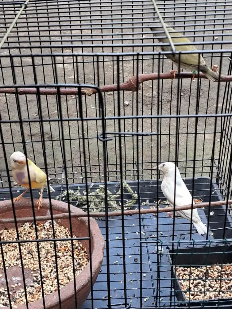 Emprit GOULD AMADIN finch paud
