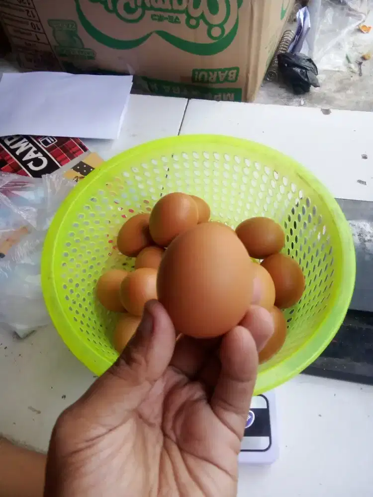 TELUR  AYAM NEGERI 1000 GRAM