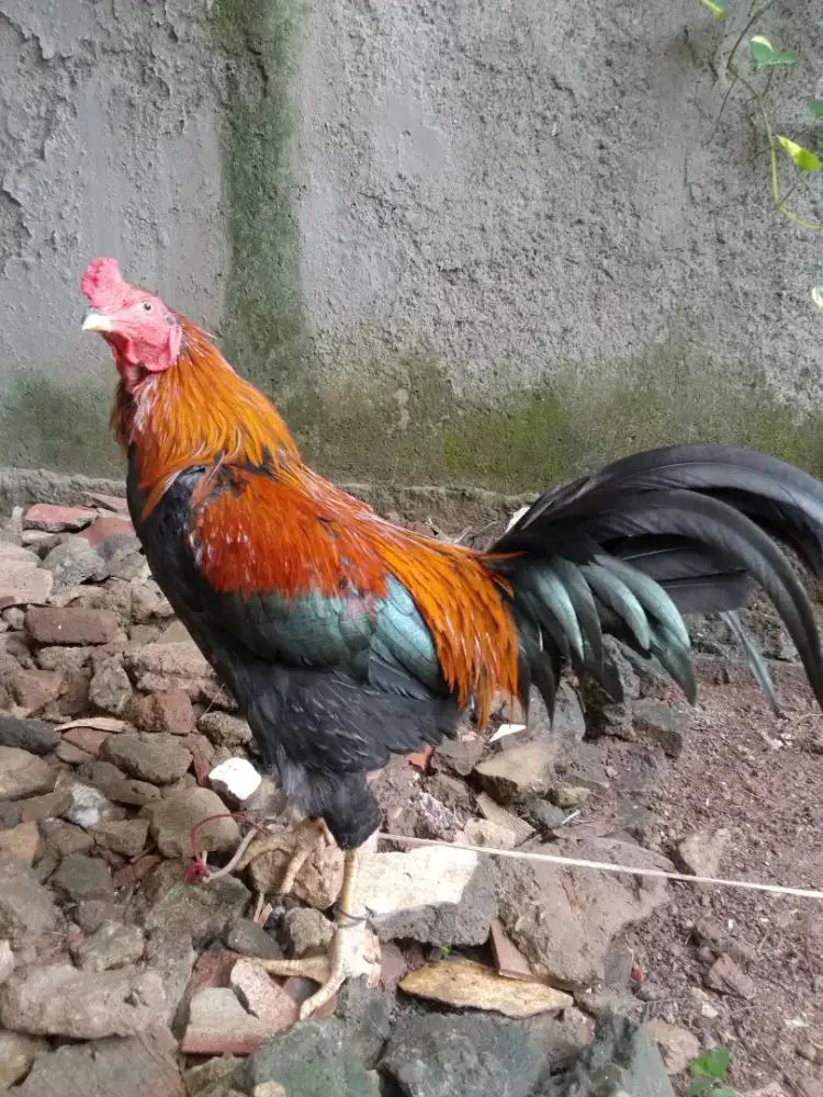 Ayam Bangkok x Kampung