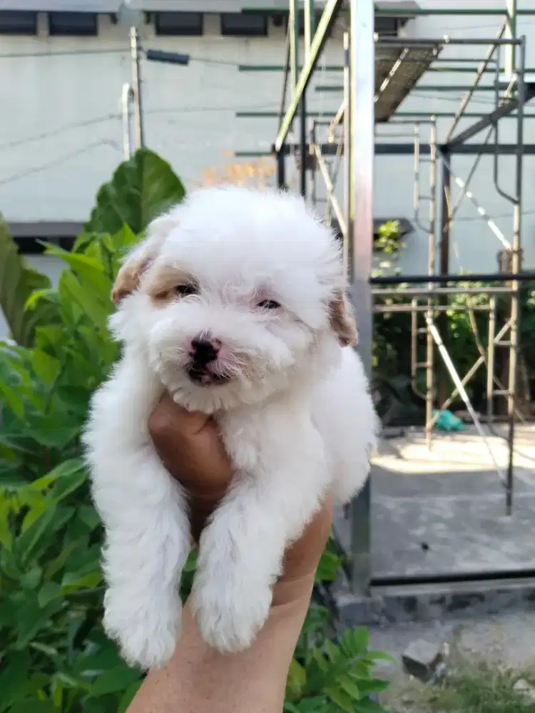 Anak anjing mini maltipo