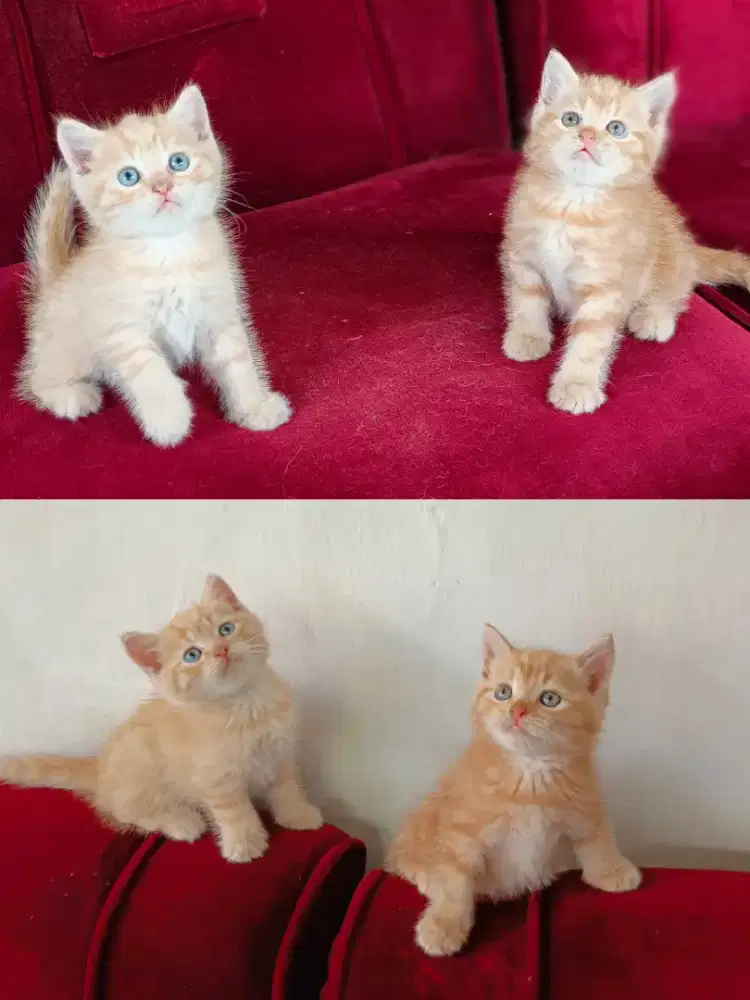 Kitten shorthair