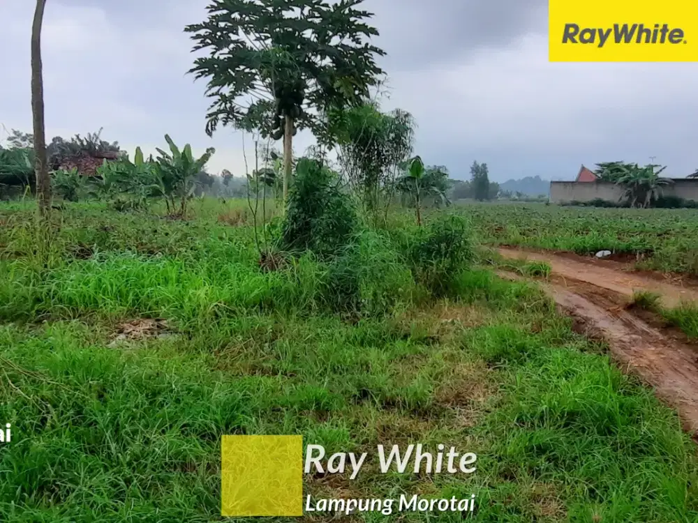 Dijual Tanah Di Jl. Raden Gunawan, Natar, Lampung Selatan (Kode ALN-YOK 3612)