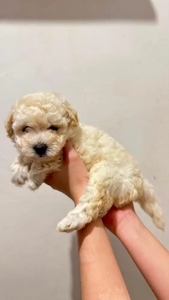 Open adopt puppy toy poodle