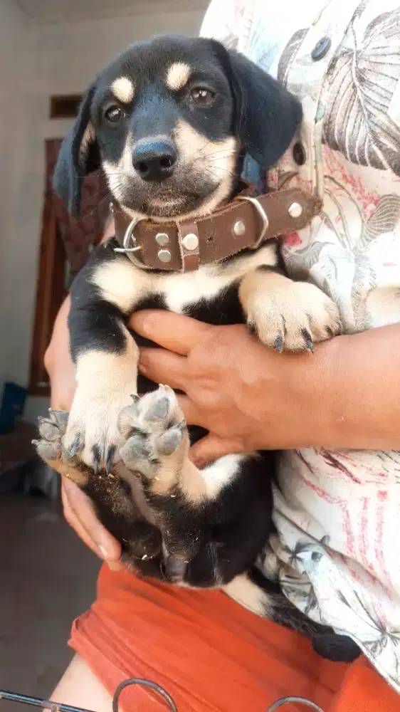 Anjing sosis/anjing tekel