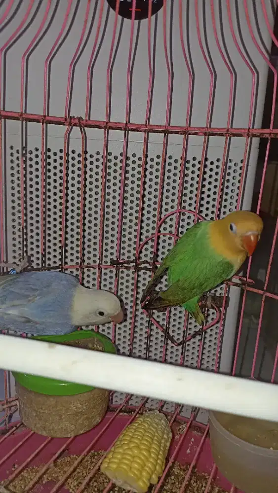 Pasangan siapan biola pallid, bio vio pale
