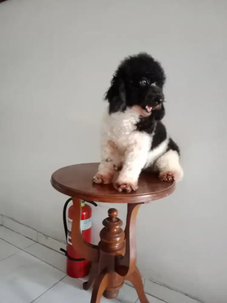 Dijual segera anjing poodle