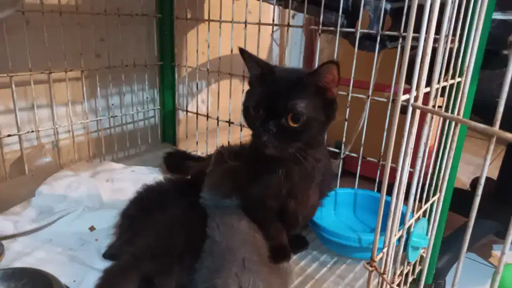 Bsh munchkin dengan 3 anaknya
