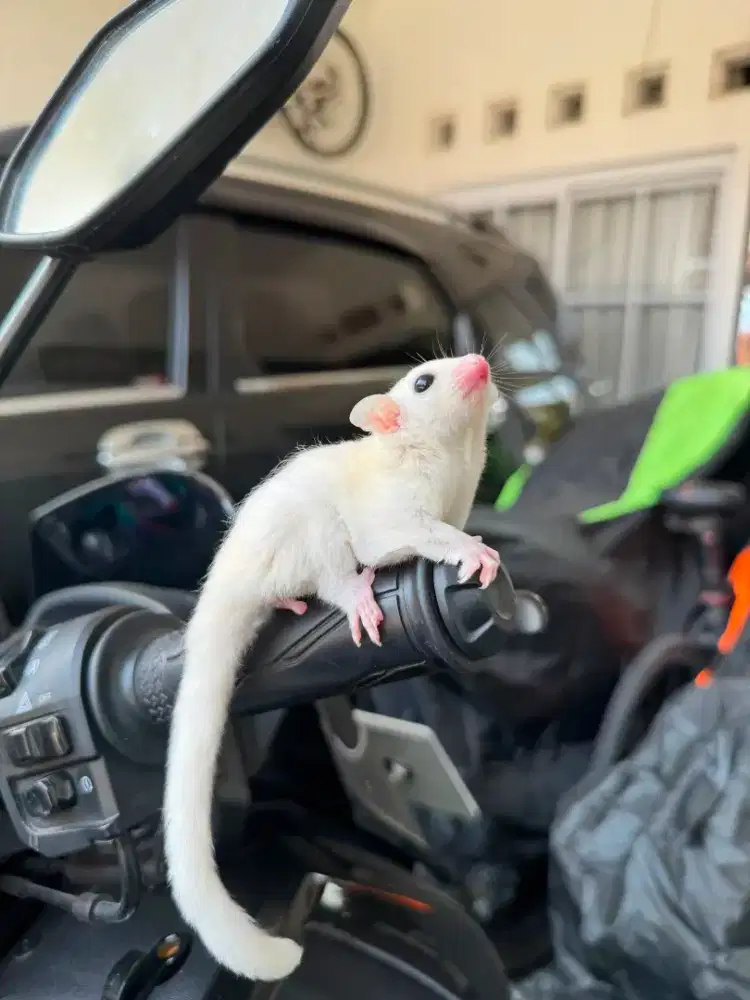 Sugar Glider Leucistic Joey