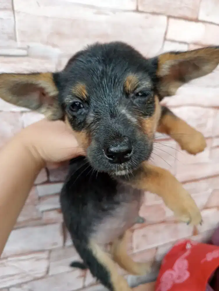 Anak anjing mix