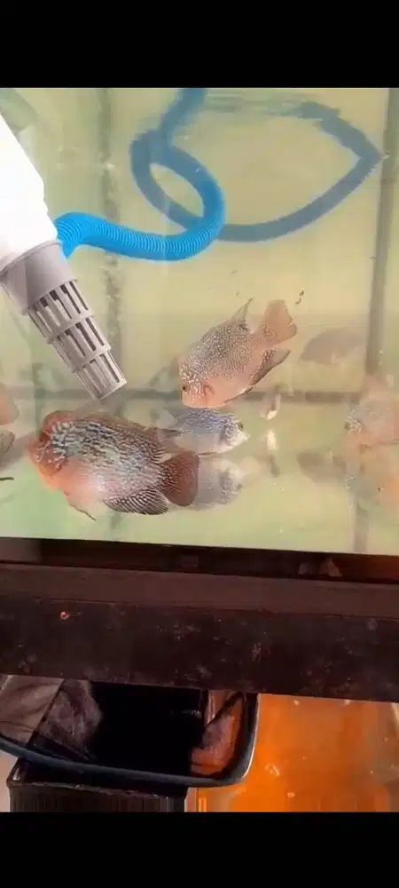 Ikan louhan jenong mumer