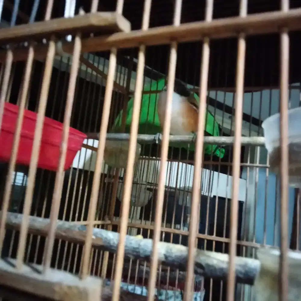 Dijual burung pentet Jabar masih muda..fullset kandang,500 RB nego