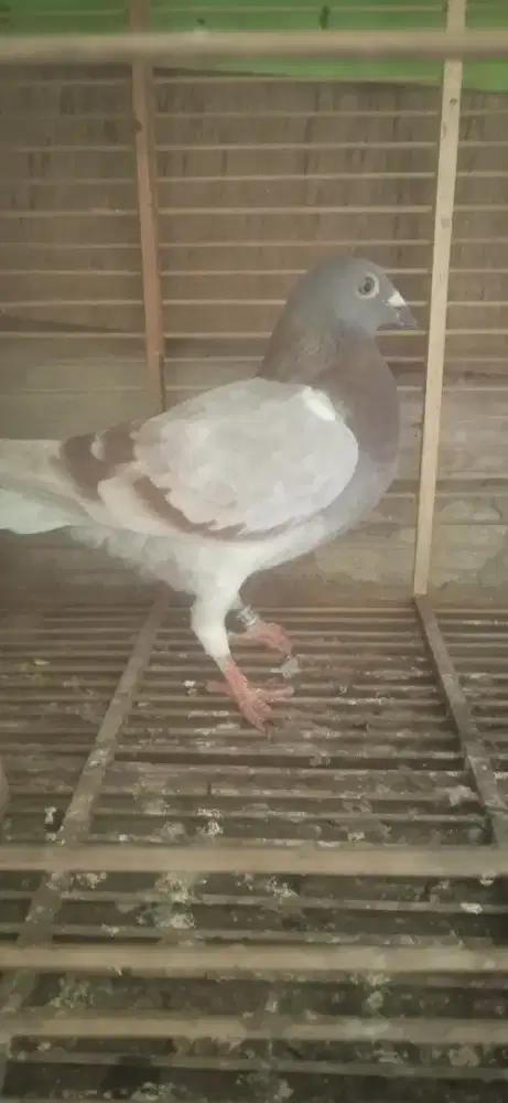 Burung pos betina sehat