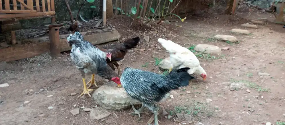 Ayam gaosi & sensi