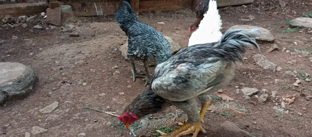 Ayam kampung petelur