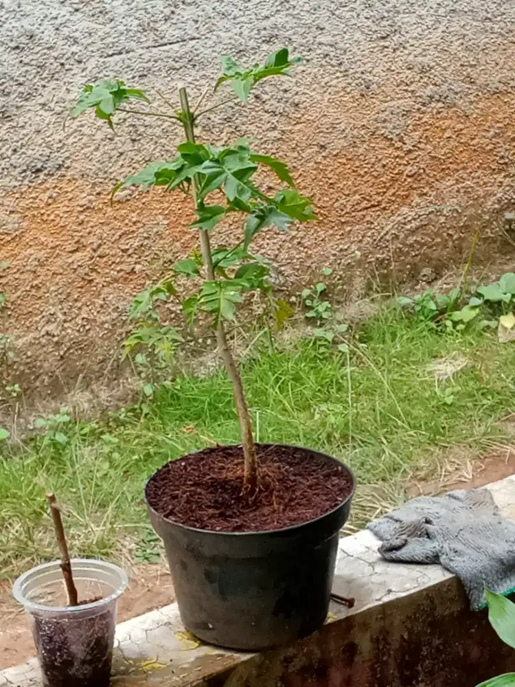 Jual pohon bonsai cendana