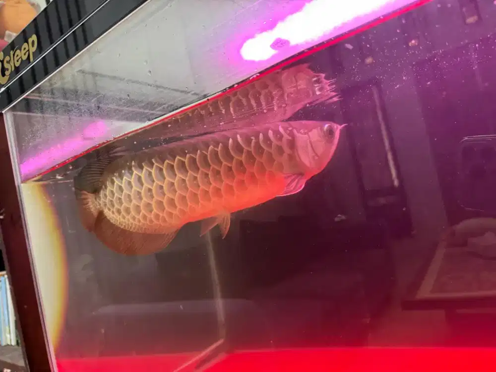 Arwana golden red