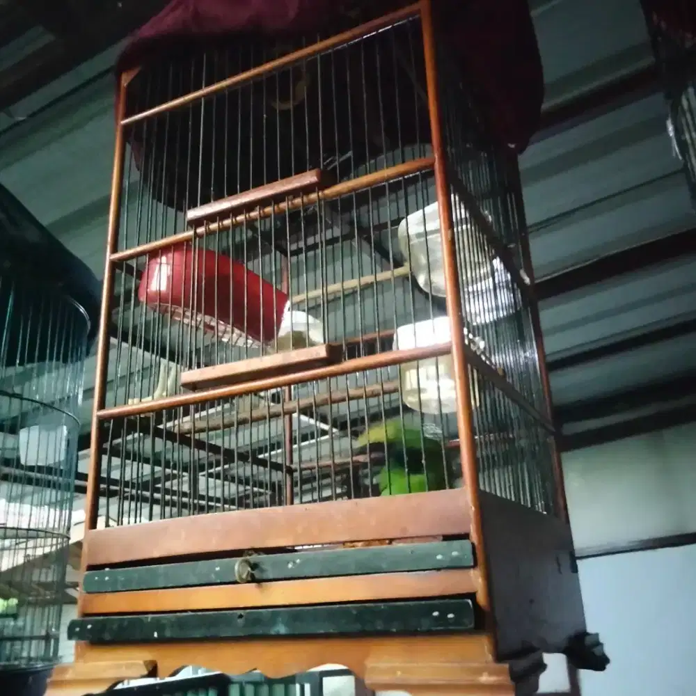 Burung murai ijo Medan,fullset sudah bunyi.1,3 JT nego