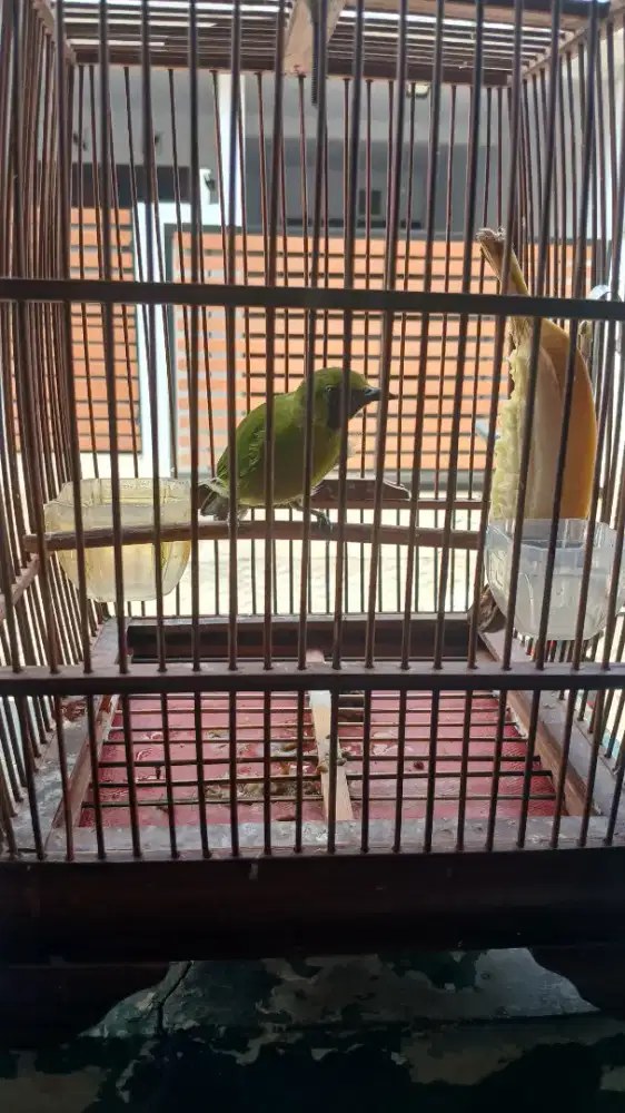 Murai hijau mini