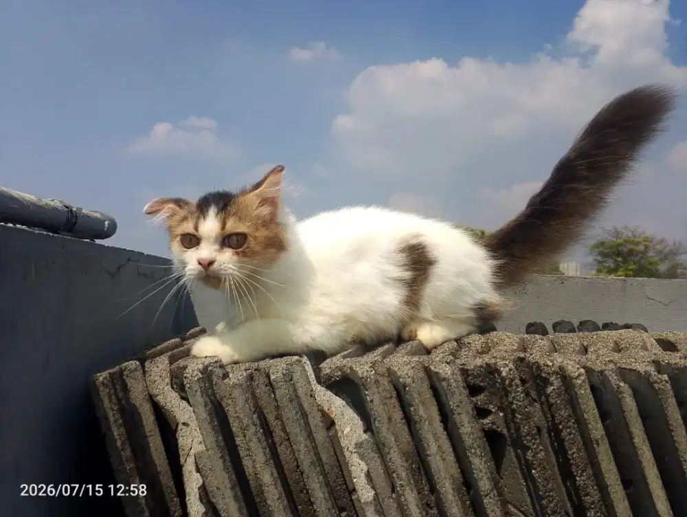Kitten Persia Calico Jantan