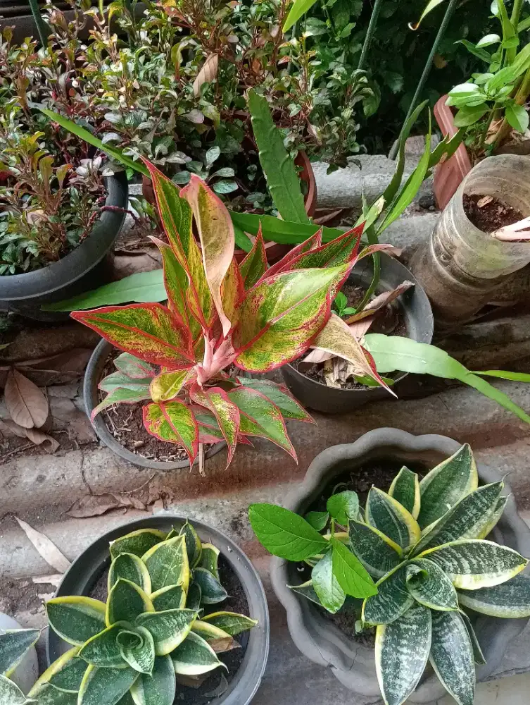 Jual berbagai tanaman hias