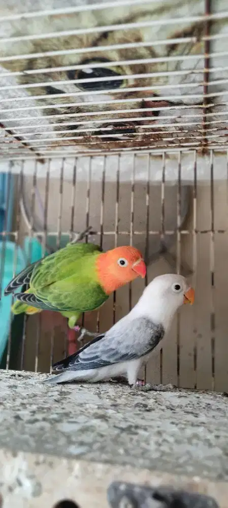Lovebird Biola Euwing Vio, Biola Green