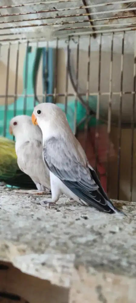 Lovebird Biola Euwing DD Blue