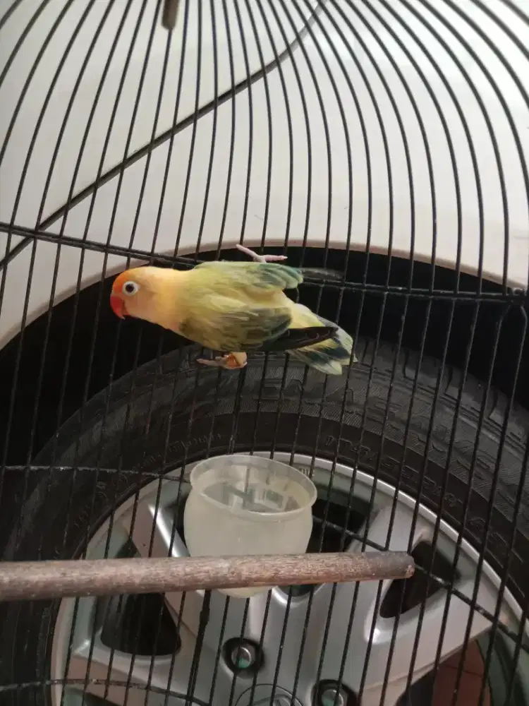 Lovebird love bird Bio PB Ewing