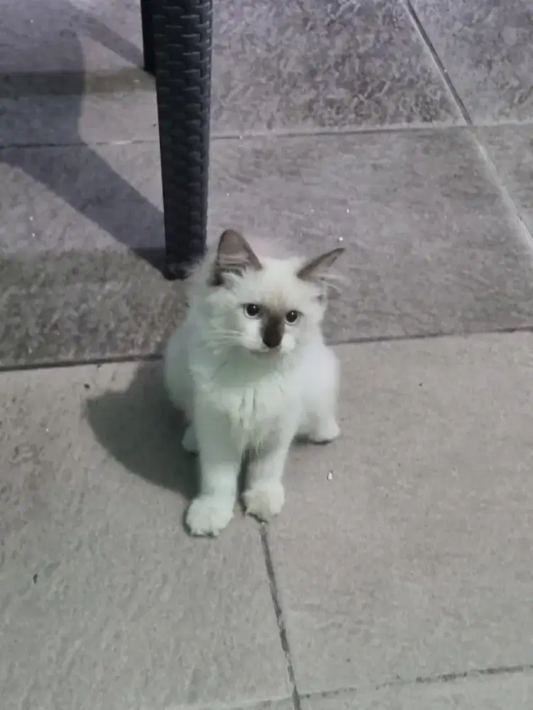kucing ragdoll umur 4 bulan jantan nonped , aktif,sehat lincah.