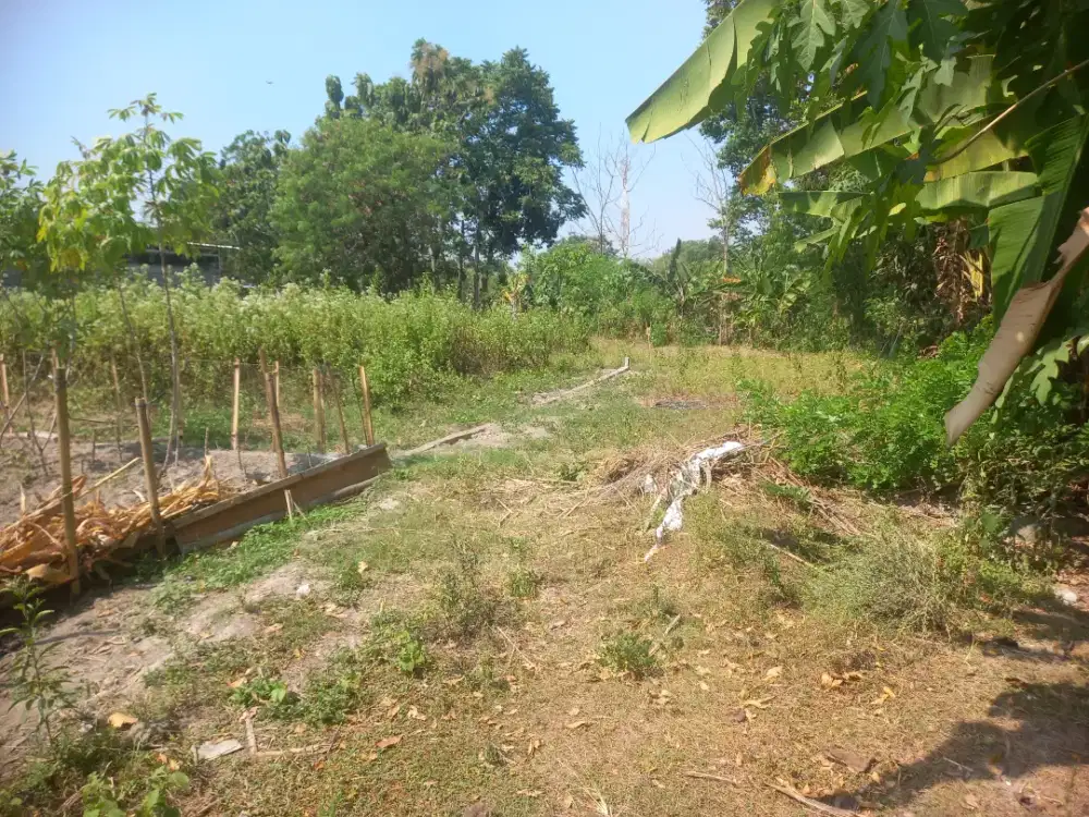 Pekarangan bagus barat Hyatt
