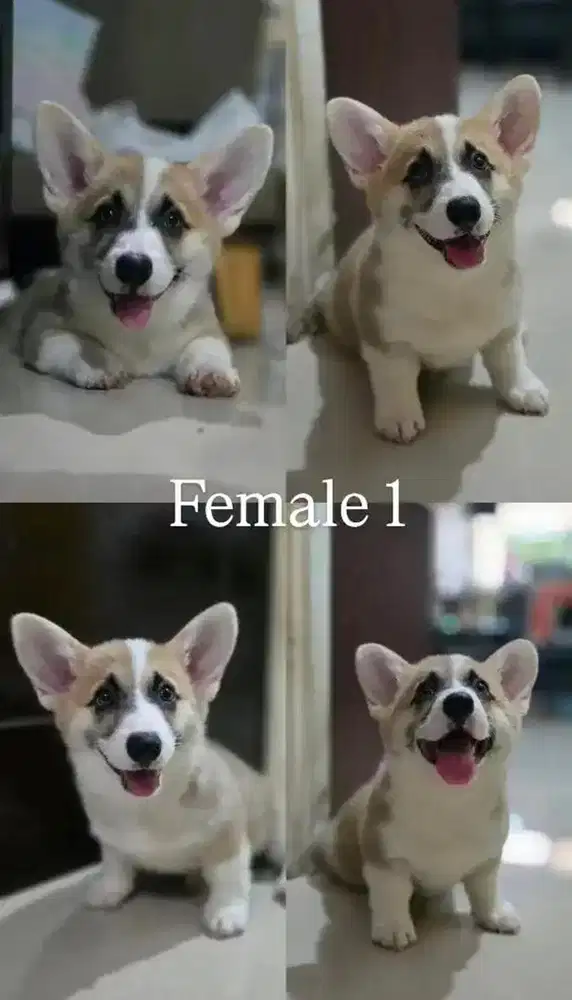 Anakan Anjing Corgie