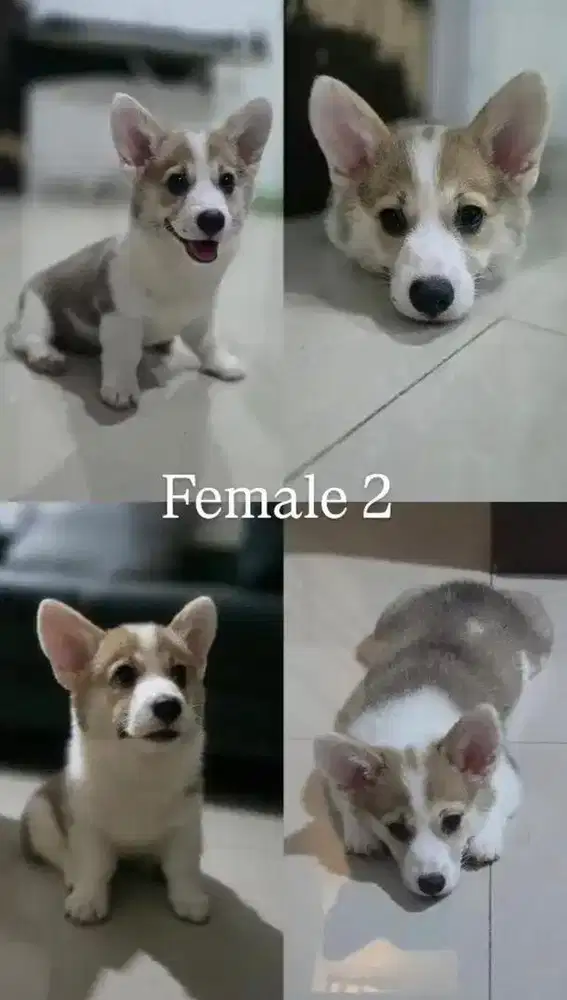 Anakan Anjing Corgie
